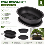 Oval bonsai pot 8 Inchi with tray