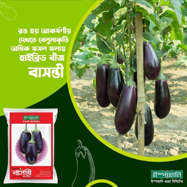 Brinjal seed-Bashanti mini pack