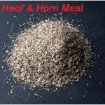 শিং কুচি  ১ কেজি