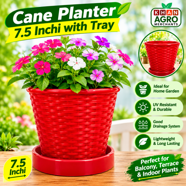 Cane Planter 7.5 Inch with Tray – 1 Pc