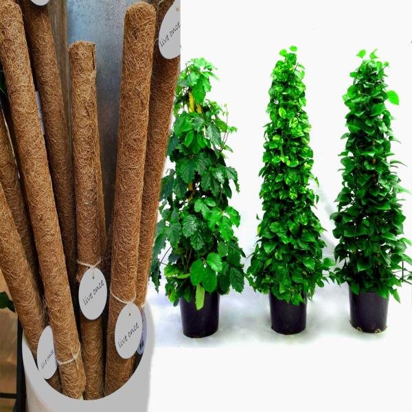 40 Inch Coir Grow Stick – 1Pcs