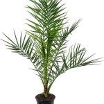 Barhee Red TC(Tissue culture) seedling 1 Pcs