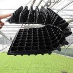 105 cells-Plant Seeds Grow Nursery 5 Pcs