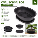 Oval bonsai pot 6 Inchi with tray