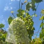 Fiber Fruit Protection Bag 10By13 in- 2Pcs Insect and Bird Mesh for Grapes and Strawberries