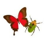 Weeds & Pest Control