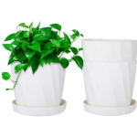 Camelia 5 INCHI  white planter 3 Pcs